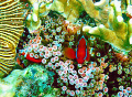 Waiting for an anemone fish to stop long enough to pose is quite a challenge.  This Tomato Anemonefish stayed closely inside its host anemone, 