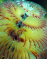 Christmas Tree Worm