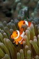 Amphiprion ocellaris - False clown Anemonefish (Clownfish)