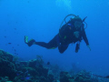 Diver Drifting on the a Cozumel drift dive
