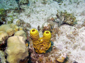 TUBE CORAL GRAND CAYMEN