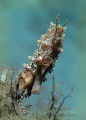 Lined Seahorse found at the Blue Heron Bridge in Palm Beach, Florida.