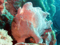 Giant Frog Fish in the bay at Puerto Galera.