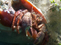 Hermit Crab, found it on a beach dive in Riveria Beach Florida. Photo taken with Olympus e520 with dual Inon strobes