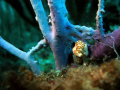 Flamingo Tongue @ Gorgonia in Mayaguez Puerto Rico, The site name is Gata, that are the best site diving in PR...