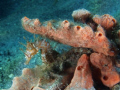 Lined Seahorse - Seahorses are rare to find in South Florida waters and also difficult to photograph because they often tuck their heads down and turn away. Olympus e520 camera with twin Inon strobes