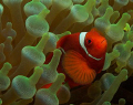 Spine-Cheek Anemone Fish in Bubble Anemone.