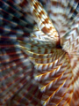 Feather duster worm found while snorkeling just south of the Tugboat in Curacao. This was shot by a canon a570 while in macro mode and using an additional inon macro lens. No cropping was used