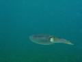 Getting close up with a cuttlefish - eyes wide open