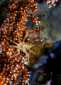 Arrowhead crab on the edge... taken in Bunaken.
D300 - 60mm