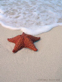 Cushion Sea Star (Oreaster reticulatus) on beach in Providenciales, Turks & Caicos.
