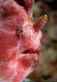 Painted frogfish (Antennarius pictus) with Nikon D300, 105mm