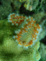 Coral worm posing