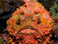 The most beautiful ugly-face stonefish ever ...so colourful and clean.