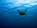 Sea Turtle heading out in the warm waters near tunnels beach in kauai...