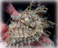 Lined Seahorse found at Blue Heron Bridge in Palm Beach, Florida.