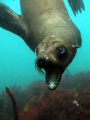 Cape Fur Seal of the coast near Hout Bay in Cape Town. Its a cold water dive and the water really is that shade of blue...