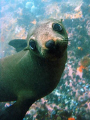 Another picture of a Cape Fur seal pup I took quite some time ago 
(was even greener to UW photography than I am now:P ). Not quite 'competition material', but still looks pretty cool. G9 in the Canon housing with no strobe.