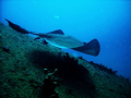 stingray on sea empereur wreck in south florida
