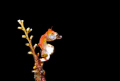 A tiny (5mm) Pygmy Seahorse (Hippocampus Pontohi)clings by its tail to this seafan.