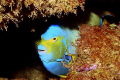 The fish portrayed is a Queen Angel, it was taken off the coast of Los Tubos Beach in Manati, Puerto Rico. I basically lay on the botton (sandy) and waited to see the fish; every time it showed off I took a picture.