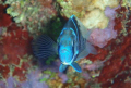 Blue Tang - I took this image on a dive on Pageant Beach Reef in Grand Cayman.  I used an Olympus 790 SW with the built in flash.  The exposure was f/5 at 125 of second, ISO of 160.