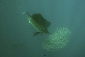 Sailfish shot off 50 miles north of Isla Mujeres, Mexico.  Canon Eos 20D in Subal housing