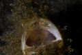 yawning hairy frogfish, canon 20D, canon EF 100mm macro ikelite housing and strobes