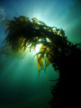 wide angle shot of a nice stalk of kelp using my new inon ufl-165 lens. The vis on this day was supposed to only be around 10 ft, but we somehow got lucky and got around 30. this was taken off the known breakwater in Monterey