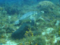 This was one of our best trips ever to Cozumel.  This was January 6, 2009.  This guy was about 2 1/2 - 3 feet long.