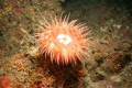 Swimming Anemone (Stomphia didemon) in 112 feet of water just outside Prince Rupert, British Columbia.