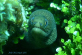 Golden Tail Moray, Roatan Honduras