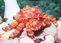 A Puget Sound King Crab (Lopholithodes mandtii). This picture was taken outside Prince Rupert, British Columbia