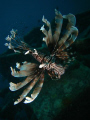 lionfish under seaventures borneo, canon 960is ikelite housing and ds51 strobe