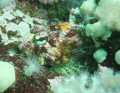 Red Irish Lord (Hemilepidotus hemilepidotus) blending in nicely to its surroundings. Taken outside Prince Rupert, British Columbia.