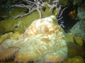 Night dive on Pardise reef, Cozumel.