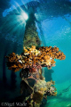 A pillar under the boat jetty at Thalassa Dive Centre Manado with the sun streaming in between the boards. D200 10.5FE