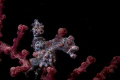 pigmy seahorse, canon 20D, EF100mm macro lens duel ikelite strobes