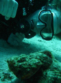 Devil scorpionfish with a diver .