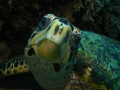 photogenic hawksbill.  Canon 960is ikelite housing and ds51 strobe