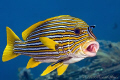 Yellow-ribbon sweetlips with cleaner wrasse. Nikon D300, 105mm, Ikelite, 2xDS125