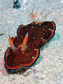 Red Sea chromodoris. Length: up to 3 cm. Taking in Marsa Bareika
