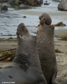 Northern Elephant Seals at San Simeon, CA. Nikon D200