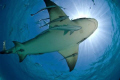 7 foot lemon shark at the surface, caught in the sun burst.
10.5 fish eye / Nikon D70s