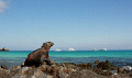 Marine Iguana basking in the sun