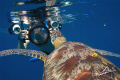 a very VAIN turtle and a big camera PAPARAZZO!