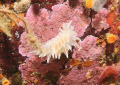 Frosted Nudibranch (Dirona albolineata) taken just outside Prince Rupert, British Columbia