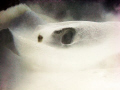 Souther Stingray, Dasyatis americana, blowing off sand while feeding. Sian Ka´an Biosphere Reserve, Quintana Roo, México.