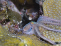 I caught this baby octopus out of the corner of my eye and barely had time to grab the shot.  It was taken with a 50 mm macro lens and 1.4 tele-converter with and Ikelite strobe.