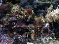 Scorpion Fish taken with Sony PC-105